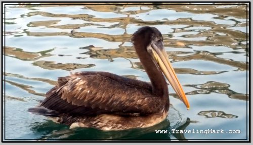 Photo: Pelican in Lima, Peru Photo: Pelican in Lima, Peru