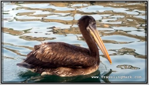 Photo: Pelican in Lima, Peru