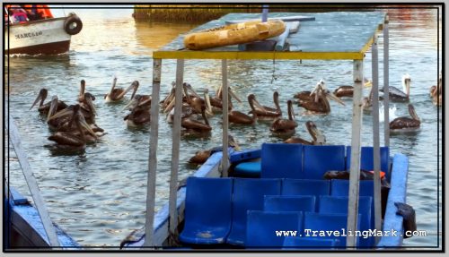 Photo: Pelicans Hang Out Close to People and Boats at Callao Port