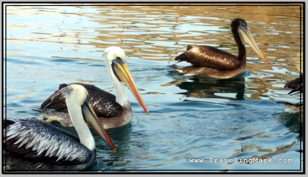 Pelicans at Callao Port and Boat Tour to San Lorenzo and El Fronton Islands