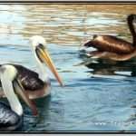 Photo: Pelicans Look Cool