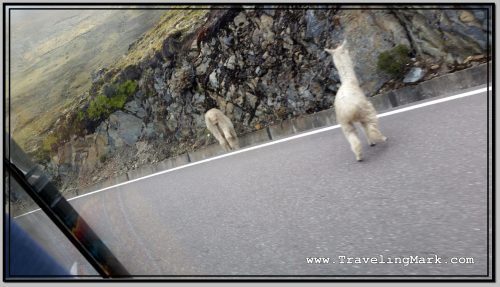 Photo: Freely Roaming Alpacas Can Be Encountered on the Way Up the Canyon