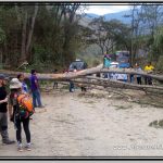 Photo: Fell Tree Used as Road Block on Dirt Road Between Santa Maria and Santa Teresa - Drivers Tried to Remove It with an Axe