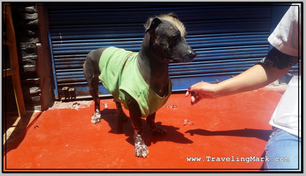 Photo: Peruvian Hairless Dog on Street in Aguas Calientes