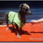 Photo: Peruvian Hairless Dog on Street in Aguas Calientes