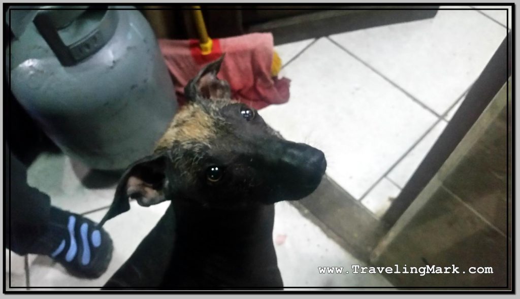 Photo: Hungry Peruvian Hairless Dog Hypnotizes Me While I'm Eating