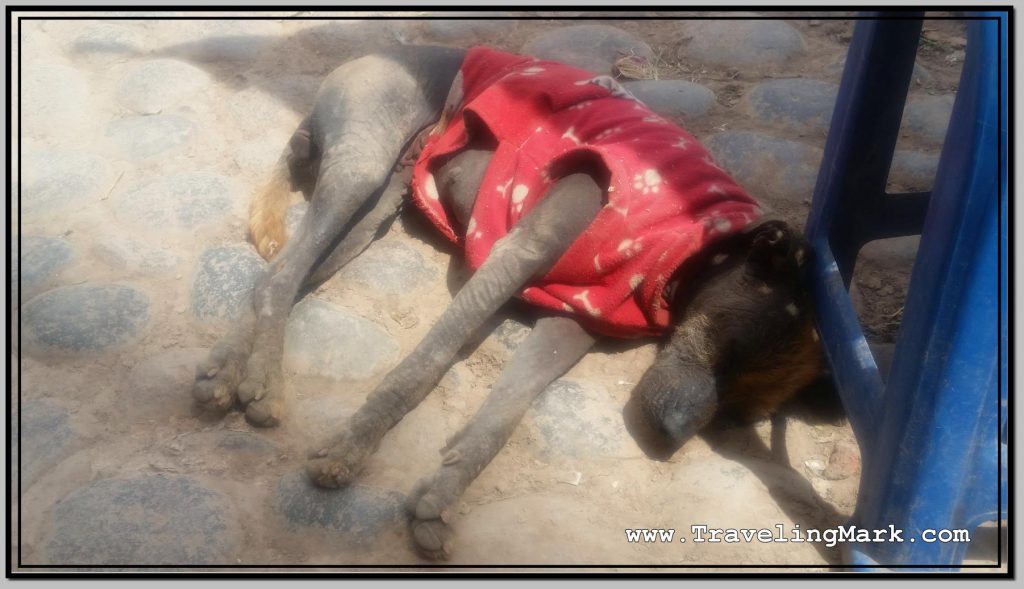 Photo: Sleeping Peruvian Hairless Dog in Jacket for Sun Protection