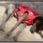 Photo: Sleeping Peruvian Hairless Dog in Jacket for Sun Protection